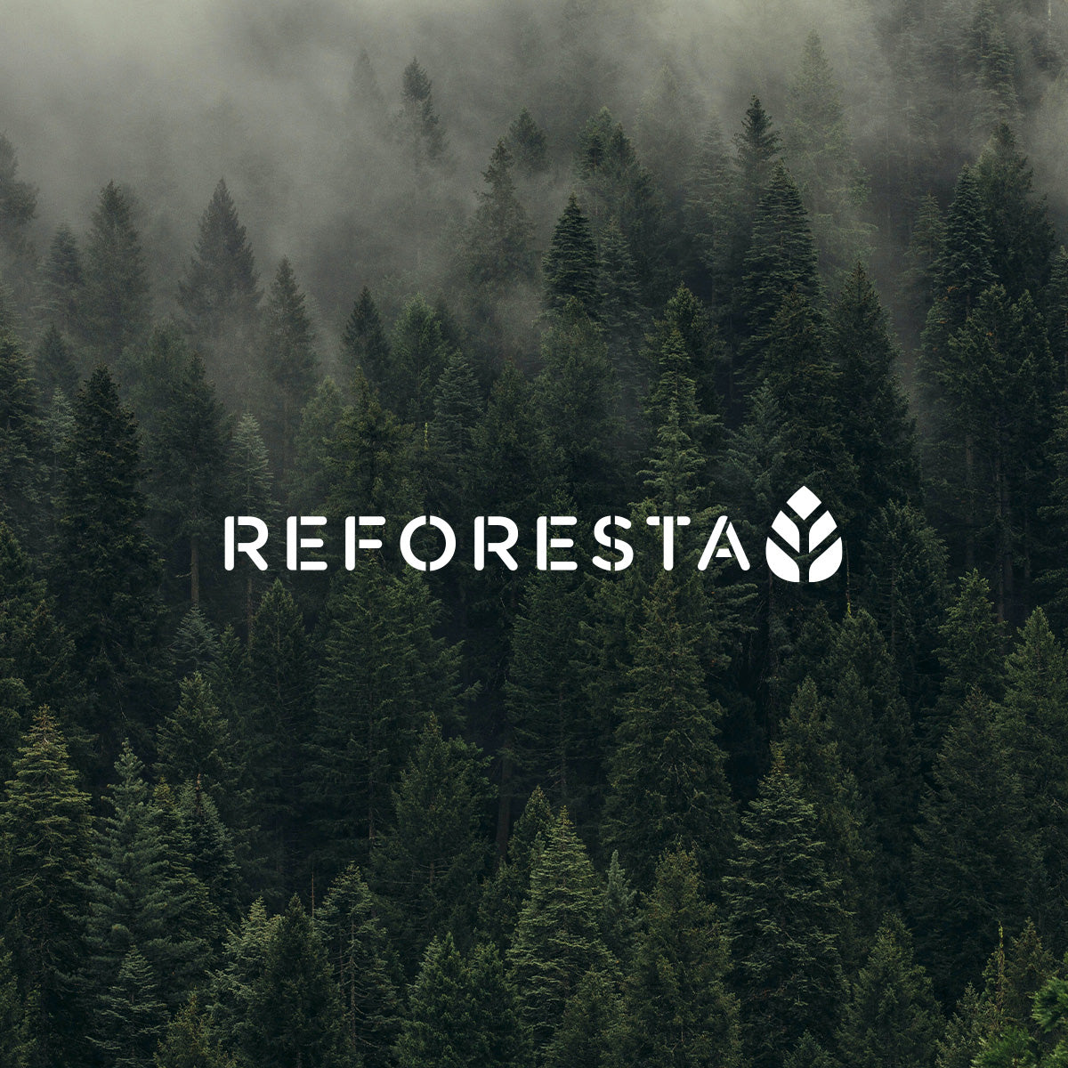 Eight & Bob's collaboration with the NGO Reforesta